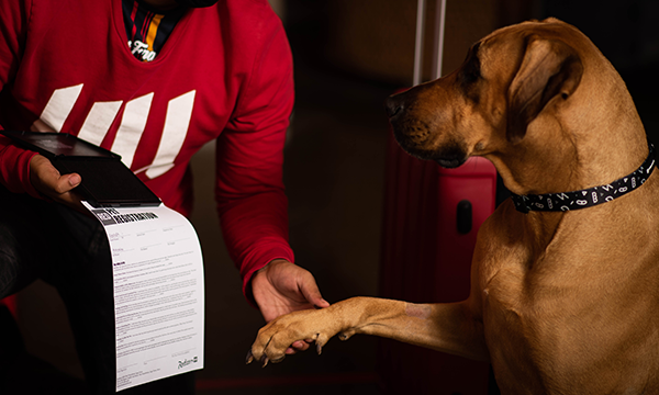 Fur babies now get their own menu at Radisson Red V&A Waterfront